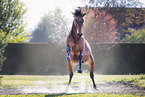 warmblood gelding