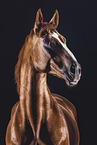 warmblood gelding