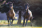 warmbloods