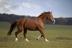 warmblood gelding