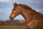 warmblood gelding