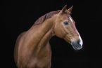 warmblood gelding