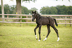 warmblood foal