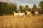 herd of horses