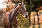 warmblood foal