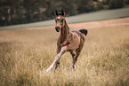 warmblood foal