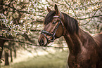 warmblood portrait