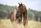 warmblood