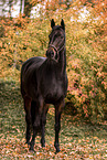 warmblood mare