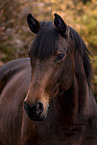 warmblood mare