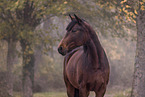 warmblood mare