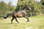 warmblood in summer