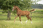 warmblood foal