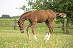 warmblood foal