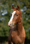 warmblood foal