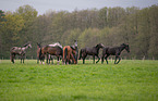 warmbloods