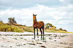 warmblood foal