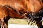 warmblood foal