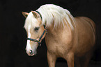 warmblood