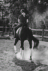 warmblood