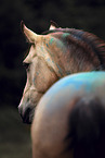 warmblood