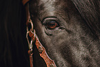 warmblood