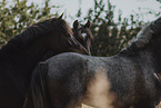 warmbloods