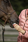warmblood