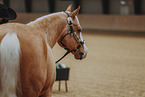 warmblood