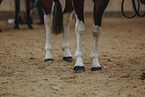 warmblood