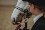 warmblood