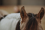 warmblood
