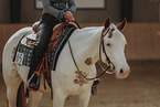warmblood