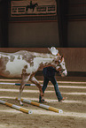 warmblood