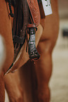 warmblood