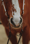 warmblood