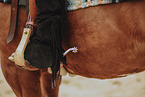 warmblood