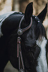 warmblood