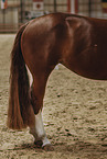 warmblood