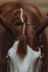 warmblood