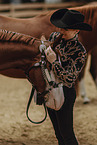 warmblood