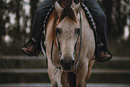 warmblood