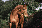 warmblood horse