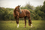 warmblood mare