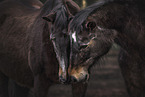 warmblood