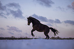 warmblood
