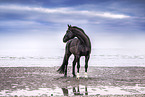 warmblood