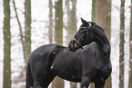 black horse