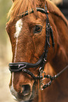 warmblood