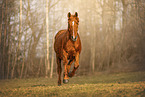 warmblood
